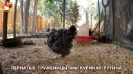 Куриная рутина – что делают куры на выгуле 😂 эпизод (22)