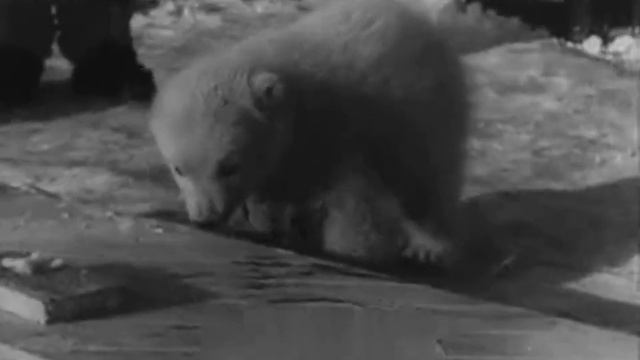 В центре Арктики 1955 Часть вторая