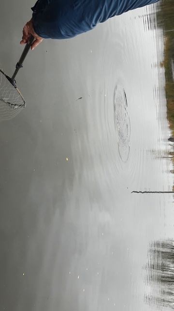 форель