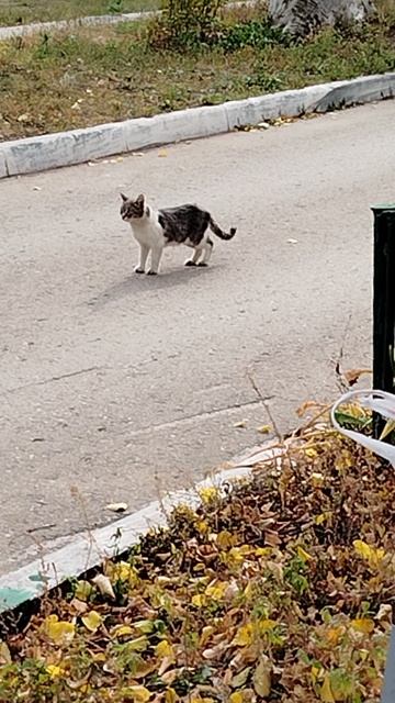 котик