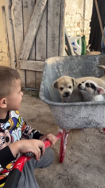 -Любимое занятие у Сёмы было катать щенят в тележке, пока они не выросли.