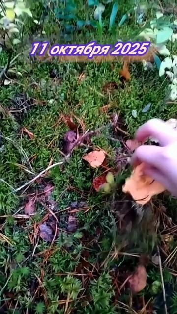 Октябрьские лисички ☺