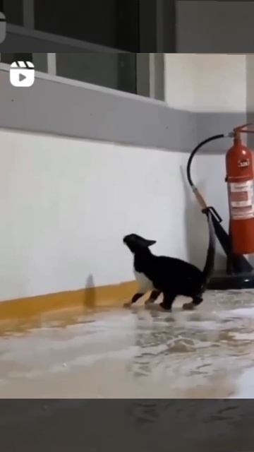 Кот по помытуму