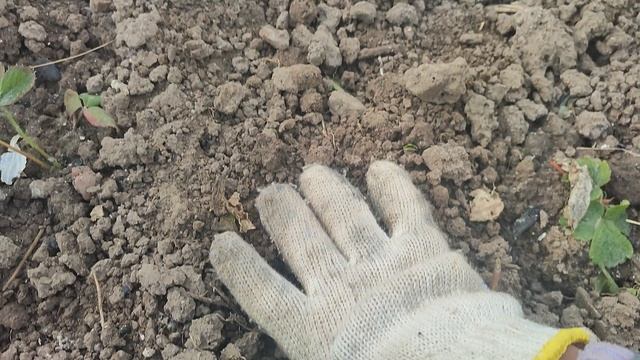 Хочешь такой чеснок,тогда посади его только так .ПРОСТО и БЫСТРО