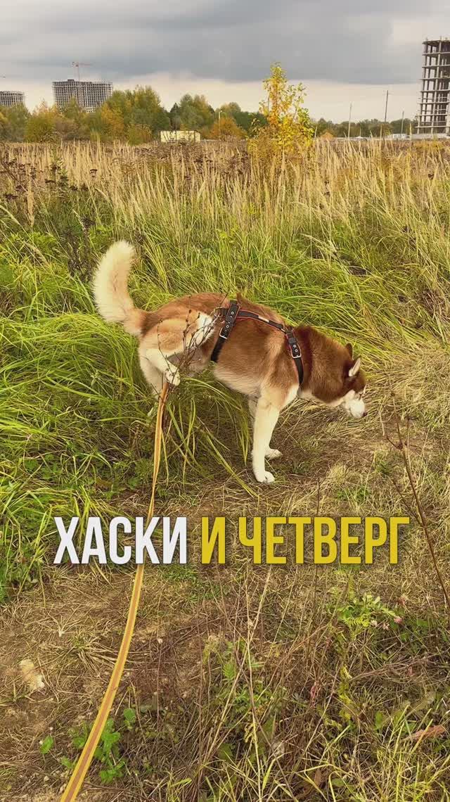 Четверг 🙌