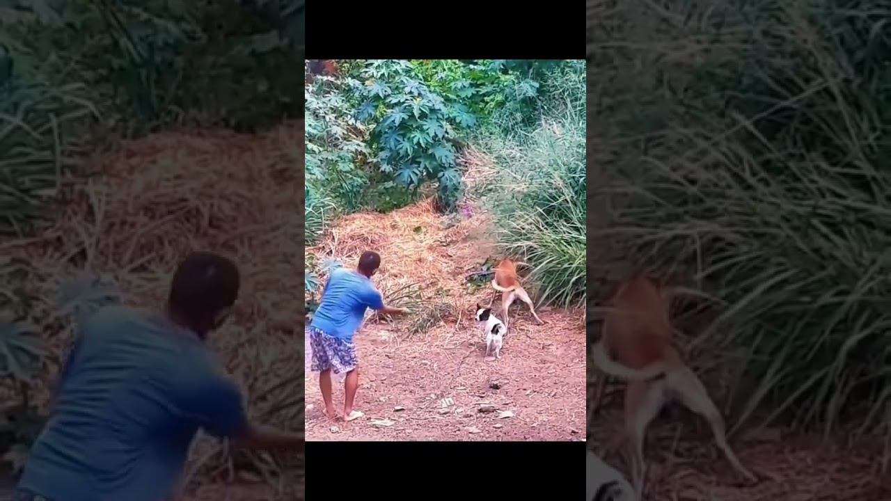 Funny Pets !!! #funny #pets #shorts