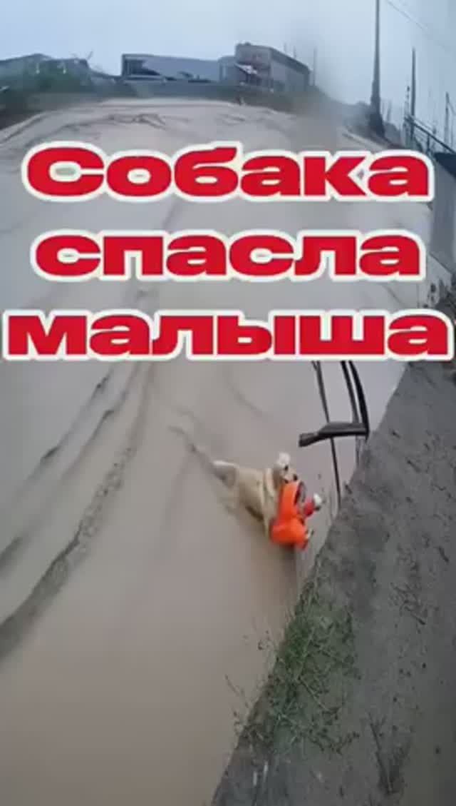 Собака герой спасла ребёнка!