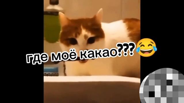 кот