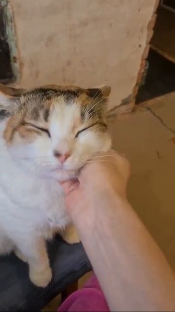 Её величество Глазка она же Котлетка она же Рафаэлка 
