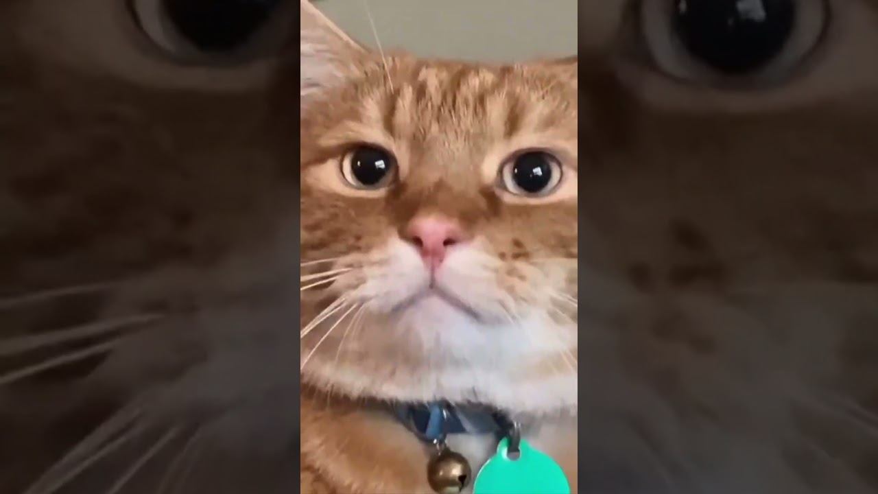 Funny Pets !!!  #funny #pets #shorts