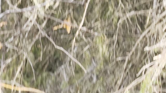 куница номер 4