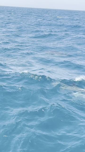 Дельфины Red Sea