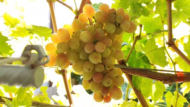 КИШМИШ ДОЛЬЧЕ ВИТА!!!🍇🍇🍇 СУУУПЕР НОВИНКА 2025!!! Telegram, WhatsApp и Vlber +79528500417.