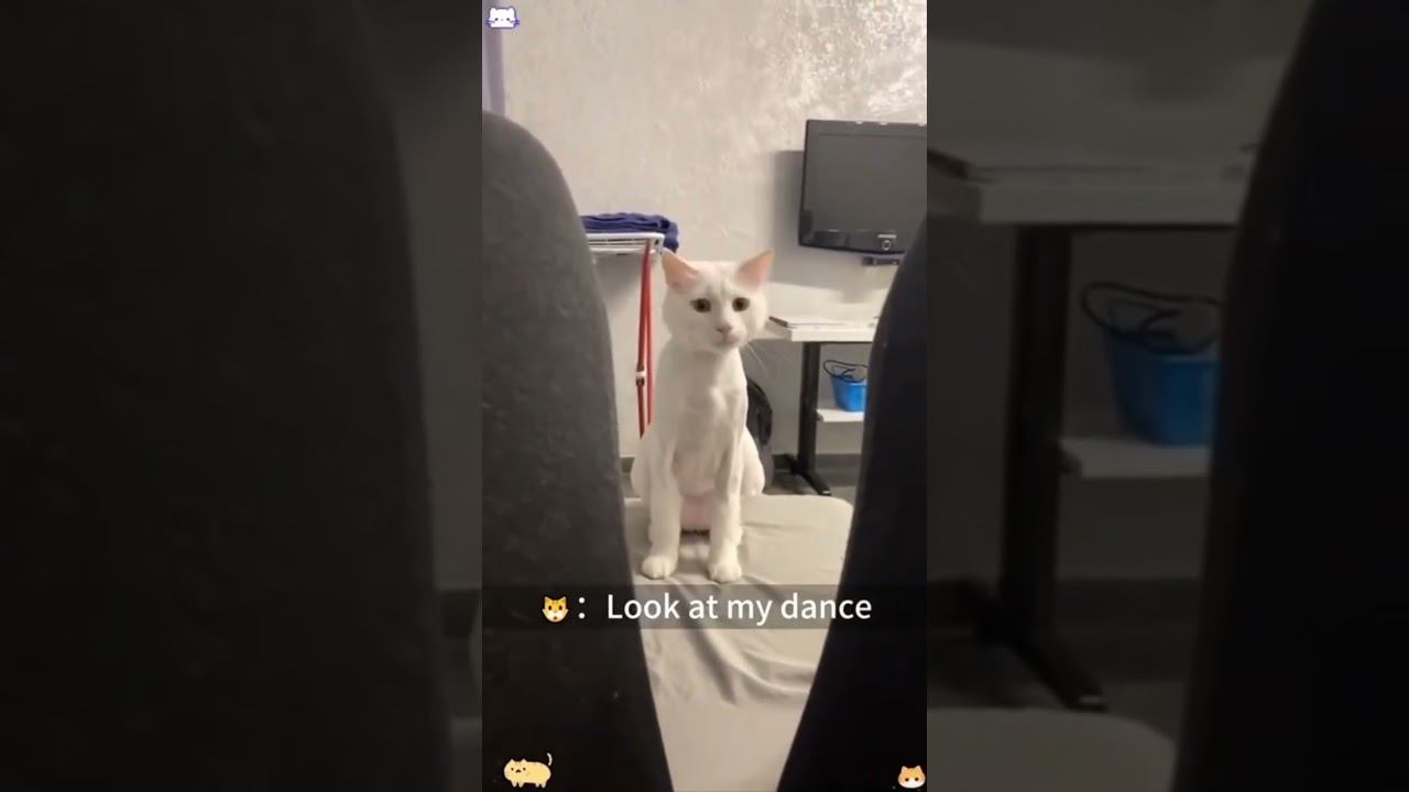 Funny Cats !!!  #funny #cat #cats #shorts