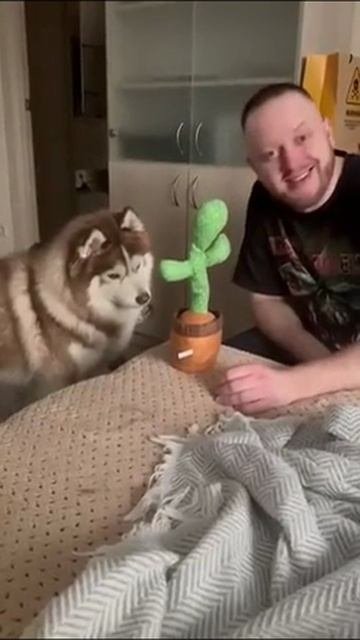 Кот в шоке.mp4