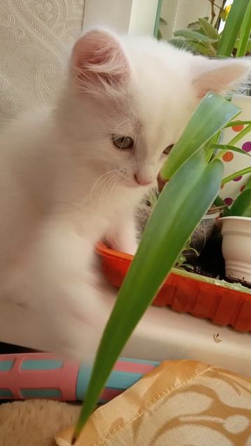котёнок играет