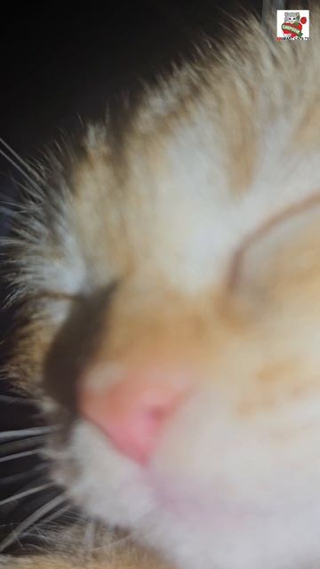 У маленького Рыжули-Прыжули тихий час ⏰️❤️😽