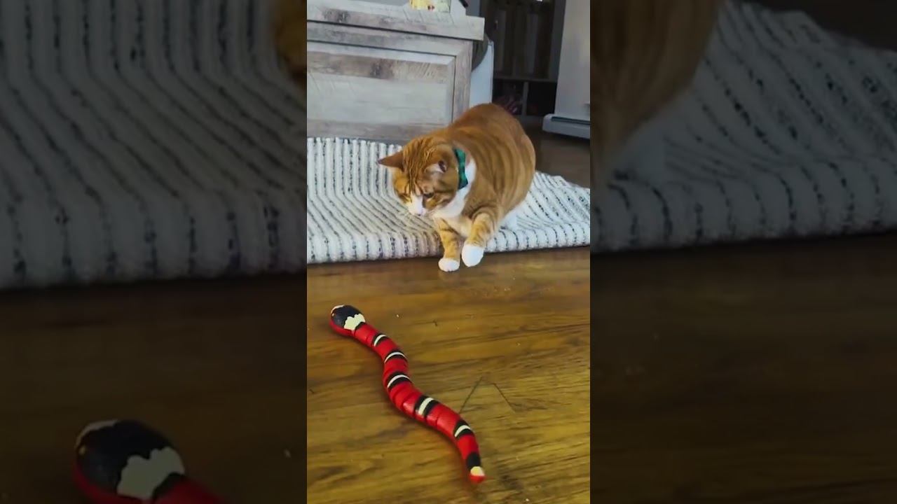 Funny Pets !!!  #funny #pets #shorts