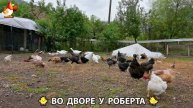 Содержание кур в домашних условиях и других птиц во дворе у Роберта 🐣🐤🦆🐔🪿🦃 (298)