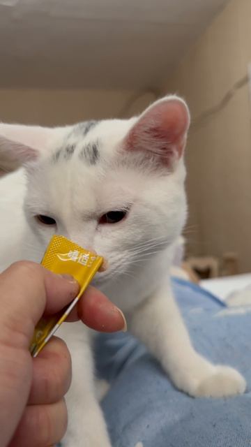 Мукбанг. Версия белого кота🍗