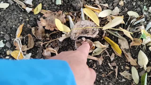 Грибники со стажем .