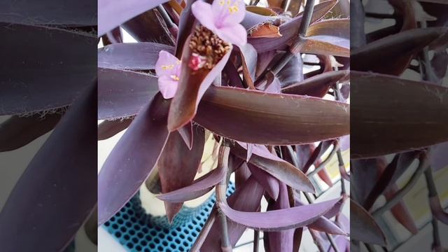 Традесканция. Паллида в воде в вазе цветёт 🌸