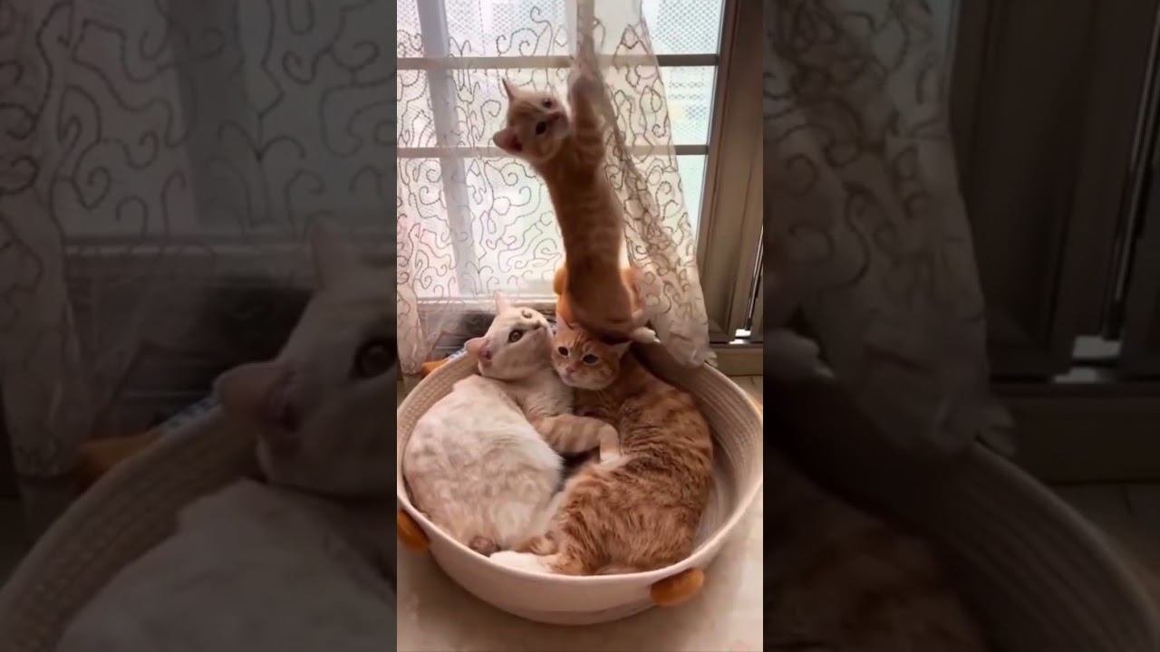 Funny Cats !!!  #funny #cat #cats #shorts