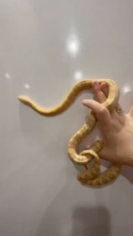 Моя любимица Карамелька