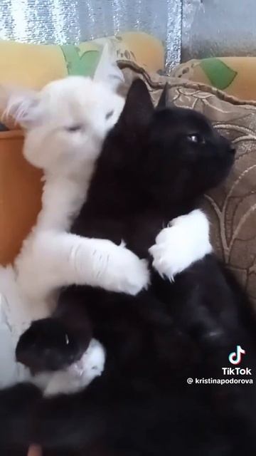 1000283800.mp4