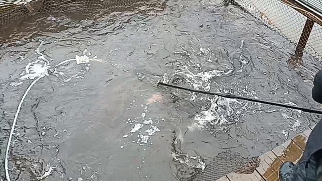 Forest Fishing 11.10.25