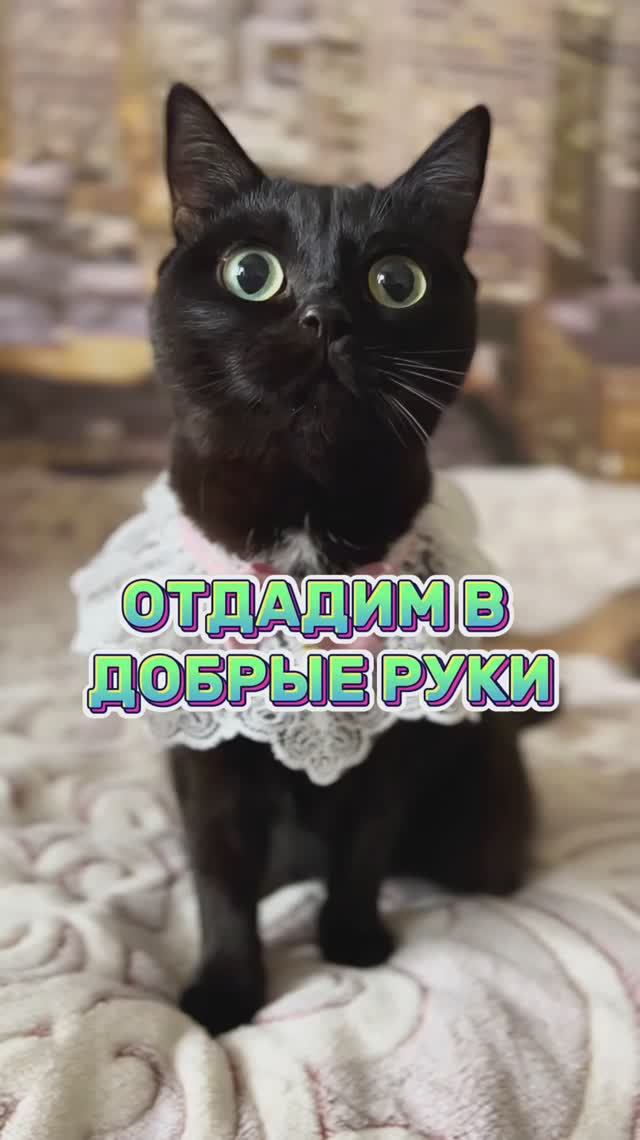 Отдам в добрые руки!😸 #котики #юмор #кошки
