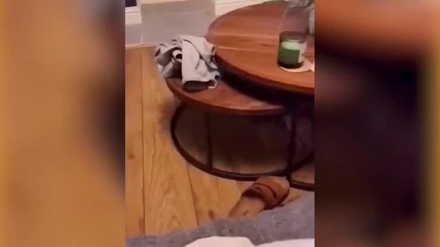Смешные_КОТЫ