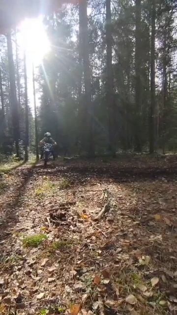 Покатушки по лесу