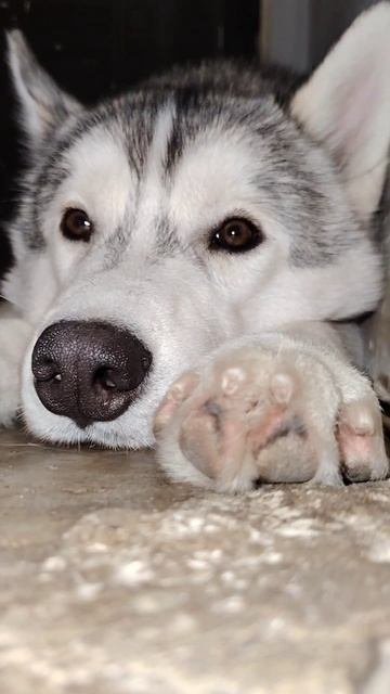 Мимимишка 