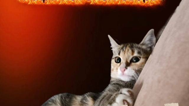Рафа-котëнок-зверь(oficial Music)