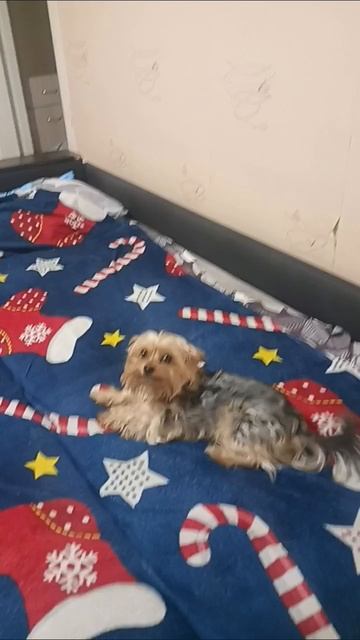 собака 🐶🐕 ёрк