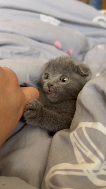 Котенок-истерик🙀