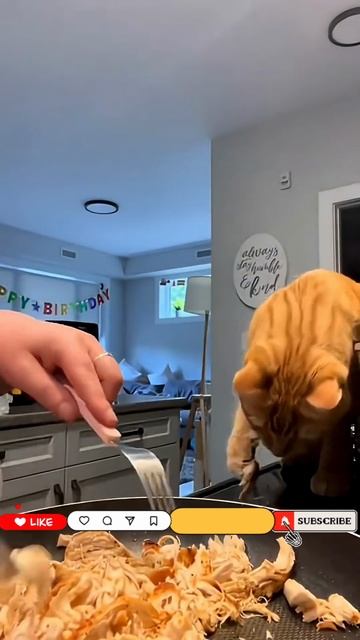 Вечно Голодные Котили 😼🤣🤯