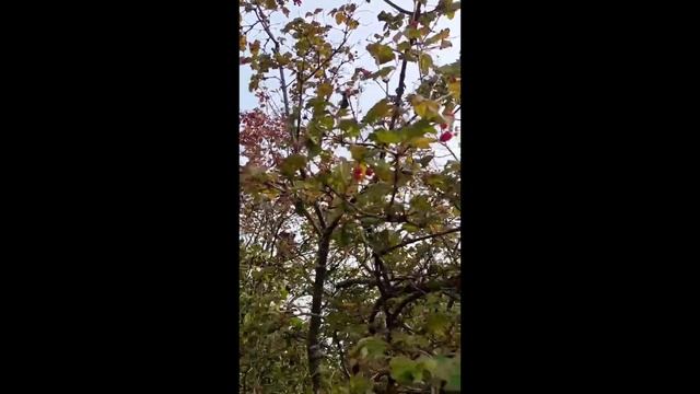 СтихоТворение 11.10.