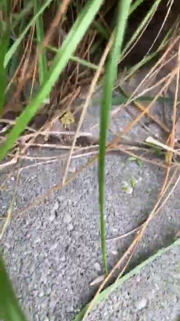 VID-20250810-WA0000.mp4