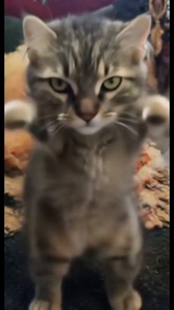 котик