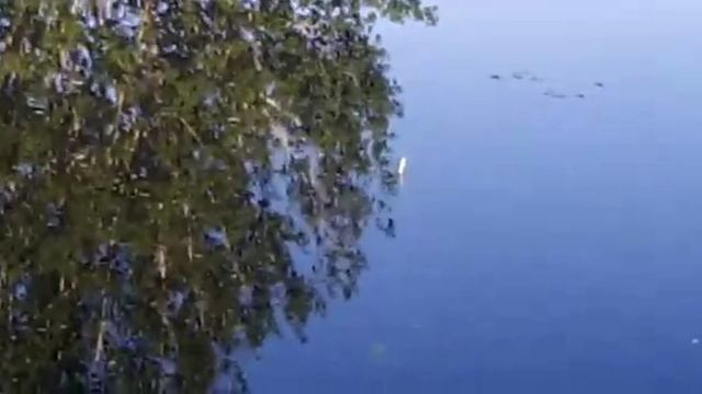 Рыбалка в абсолютное бесклёвь, речка Разуменка, Белгородская область.mp4
