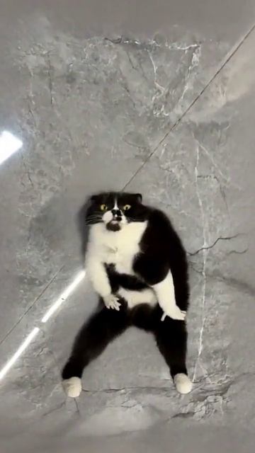 Кот