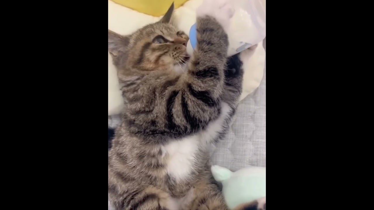Funny Kittens !!!  #funny #cat #cats #kitten #shorts