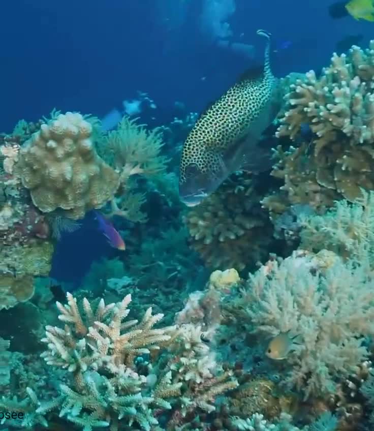 Арлекин или многопятнистый сладкогуб 🐠