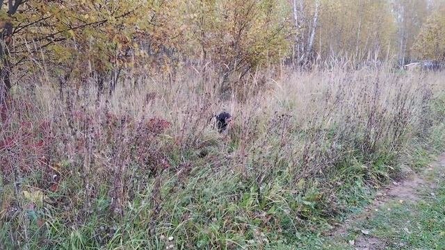 Осенняя пора, очей очарованье...