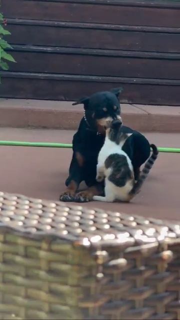 Котёнок играет с собакой