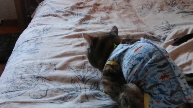 кошка моя