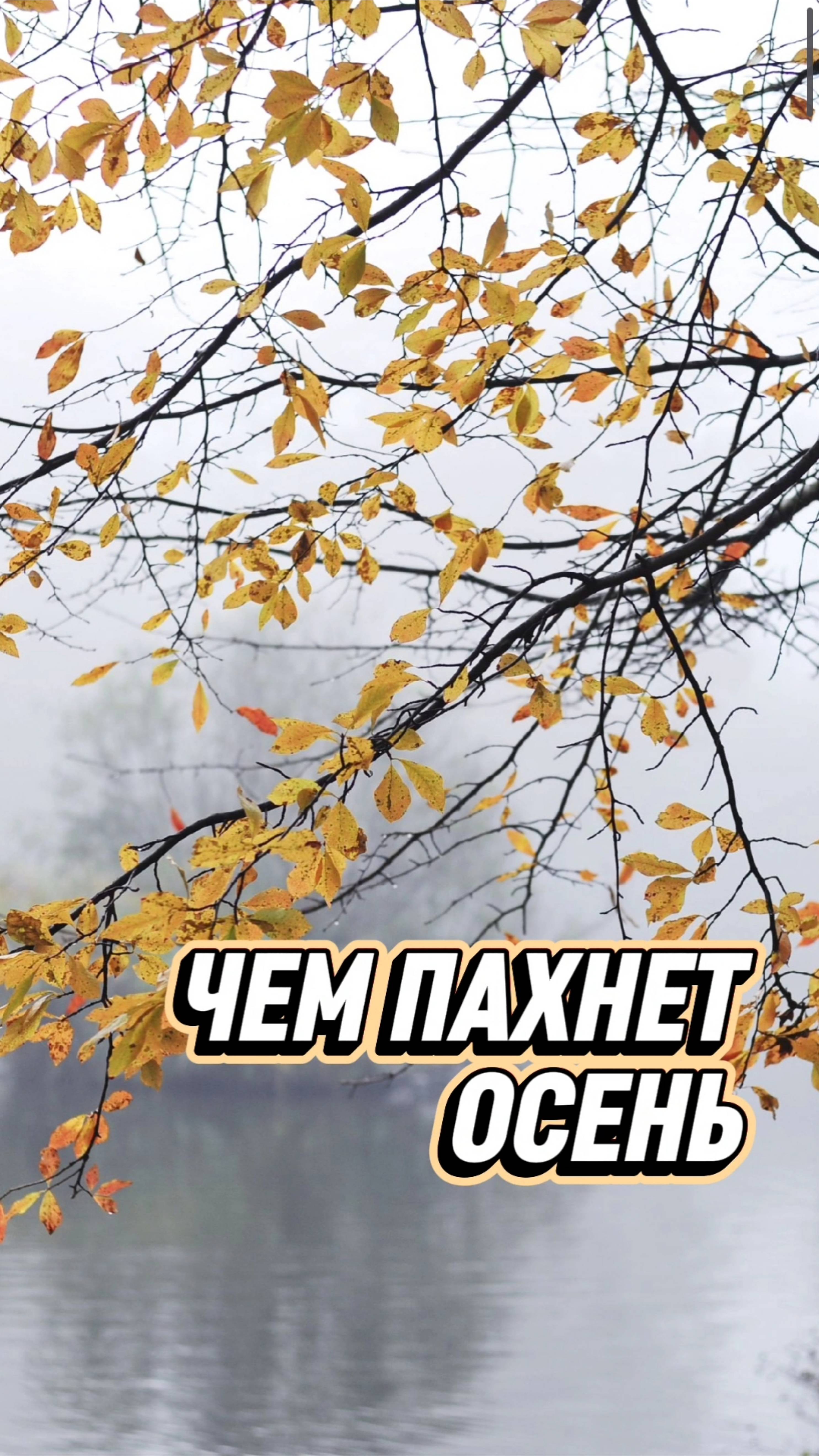 Почему осенний лес пахнет так, что хочется дышать глубже? 🍂🌲