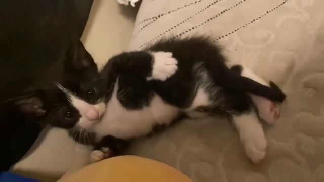 милый котейка